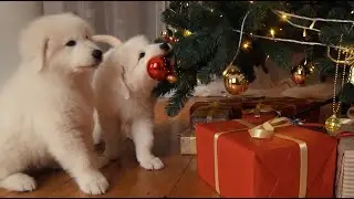 Too Much Christmas - Dan Mayo