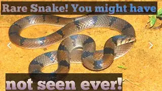#Bandedkukri #Commonkukri #Snakerescue.    Rare snake found at home. Banded kukri or Common kukri.