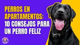 10 CONSEJOS PARA UN PERRO FELIZ EN APARTAMENTO