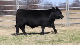 Lot 26 - H P C A Veracious 75 - 21199991
