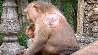 Pigtail baby monkey want to play with mum but her mum so tired