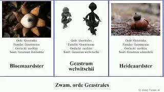 Zwam, orde Geastrales fungus aardster Modern Unicorn Bloemaardster Tepelaardster Baretaardster