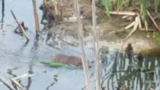 muskrat swimming