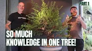 Richard Wright Shares His Bonsai Wisdom | Cork Bark Elm Part 1