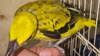 UPDATE STOK ABADI BIRD BANDUNG 31/01/2025