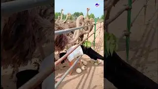 The Giant Ostrich Egg Will Shock You!