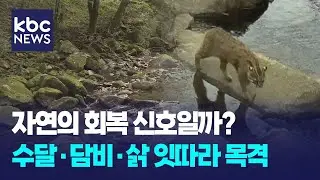 '멸종위기 수달·담비·삵'..무등산서 잇따라 포착 / KBC뉴스