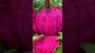 Enjoy Beautiful Love Dragon Fruit🍓