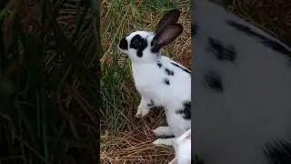 🐰💿Music Bunny Bunny Bunny #bunny #bunnymusic #bunnysong #song #rabbits #kralici #khargosh