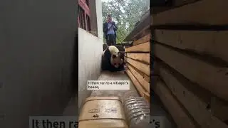 Wild panda breaks into villager's house in northwest China