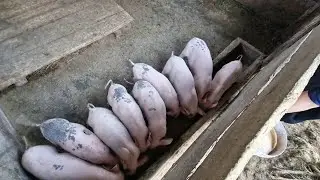 build a fish pond and a pigsty.Lẻng Bạch Đ&iacute;ch