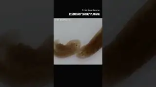 Regenerasi 