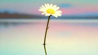 Soren Peacen &ndash; Must Bloom (Calm Piano for Inner Growth)