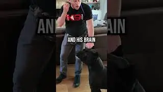 Hide-and-Seek for Dogs: Mental Stimulation Made Easy!
