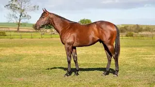 Lot 193 - Remember The Time is a colt by Soqrat (AUS) ex The Lady Faberge