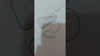 رسمة كبد الانسان شكل 38 صف ثالث متوسط