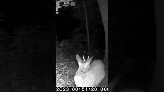 young deer in the forest #watching #wildlife #wildwatch #wildlifephotography #deer #trailcam