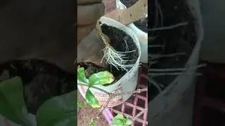Transplanting  alamander plant from water to soil.🍀