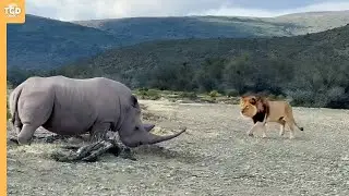 The Lion Heads Directly Towards Its Death