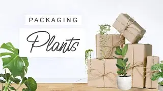 How To Package Plants For Shipping + Gifting 🌿 HOW TO SHIP PLANTS 🌱 Packing Plants For Shipping