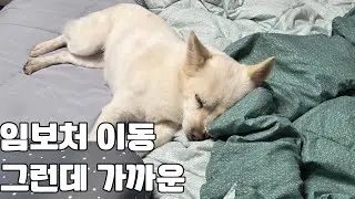 임보처 이동. 그런데 매우 가까운. 다이소 쇼핑을 더불어.