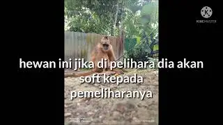 Simpai Presbytis Melalophos