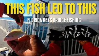 How to Catch Quality Fish on the Florida Keys Bridges!