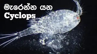 Cyclopoida Under the Microscope