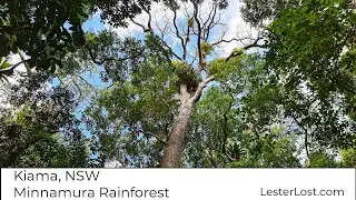 A walk through Minnamura Rainforest near Kiama, NSW