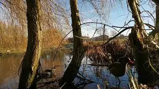 Moorhens feeding from the Reeds, Sammies Pool, Fenton, Stoke on Trent.