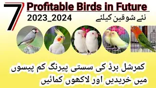 Profitable Birds in 2023 to 2024|zyada manafa dene wale parinday|Demanding birds in this year..