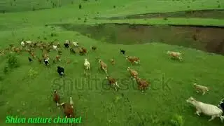 Aerial photography of cows | Dairy farm | Cattle on green field.