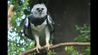 la Harpie Féroce