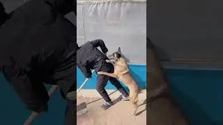 LOVE video❤️, Smart dog helps man. #dog #funny #smartdog #shorts #animals #shortsvideo