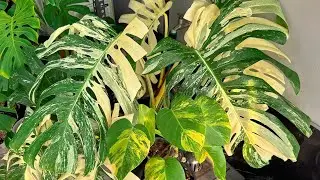 Mình Cập Nhật Dòng Cây Đang Có Bán Ạ 