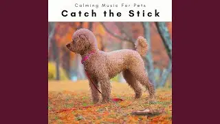 Dogs Perfect Chill Music for Instant Dog REM Phase