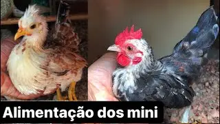 Alimenta&ccedil;&atilde;o dos garniz&eacute;s / aves ornamentais | Mini Garniz&eacute;
