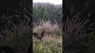Wild chicken trap