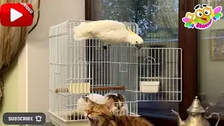 Because the cat took the cage, the parrot Christina made a mess.