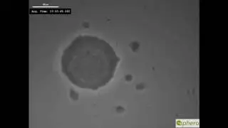 3D spheroid formation in InSphero GravityPLUS system