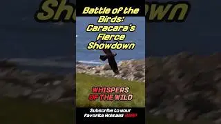 Nature's Rivalry: Caracara's Power Struggle in the Wild