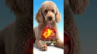 The Most Dangerous Food for Dogs Isn&rsquo;t Chocolate &mdash; It&rsquo;s This! #shorts
