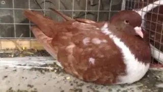 Pigeon Strasser Rouge liserés