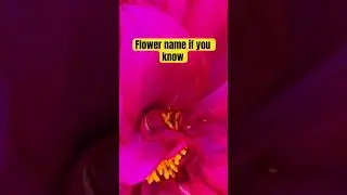 Dehliya flower #winter #garden #flowers #plants #gardening #lovers  #gpds  #dehliyaflower#bigflower