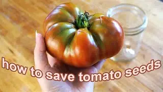 How to Save Tomato Seeds // Fermenting Tomato Seeds Step by Step Instructions