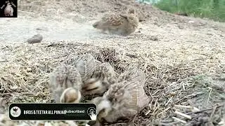 Dakhni teetar growing day by day||teetar ki awaz dakhni teetar ka pair teetar sound partridge voice