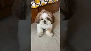 Cute Doggy 🐾🥰  | Pet Kyro the Shihtzu 💕 #trendingaudio #viral #funny