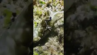 This Sea Slug Can Photosynthesize Like a Plant! 🌿🐌