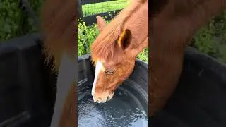 Nibbles insisted on a bath!