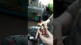 New Fingerling Kingsley the Sloth